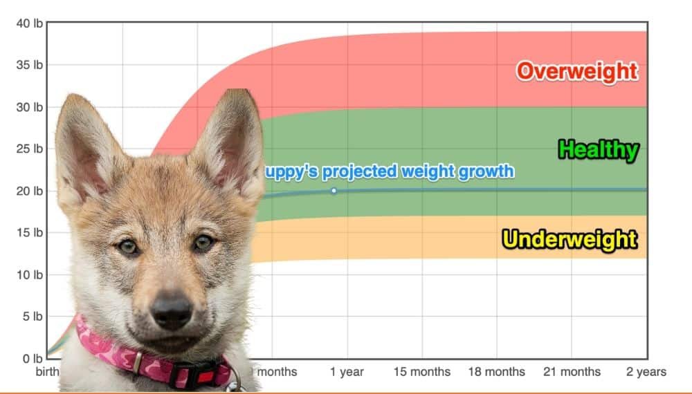 Czechoslovakian wolfdog sale weight